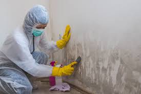 Mold Odor Removal Services in Oak Trail Shores, TX